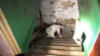 Cadela Abandonada em Porão