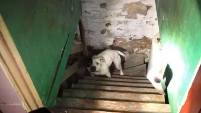 Crueldade: cadela é encontrada abandonada em porão.