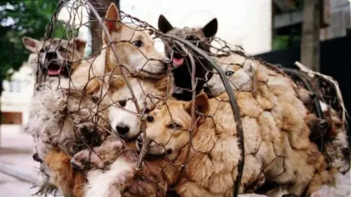 Nova emenda constitucional da Coreia do Sul pode acabar com comércio da carne de cães e gatos.
