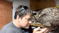 Coruja resgatada e a veterinária que a salvou