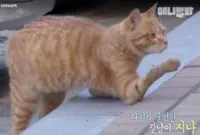 Gato que Mudou de Vida com Apoio