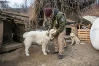 Fotos mostram a felicidade de cães resgatados de fazenda de carne na Coreia do Sul.