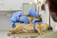 Castrac¸a~o de Cães em Recife