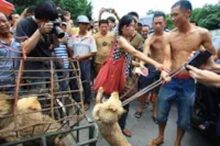 Polêmica no Festival: 10 mil cachorros