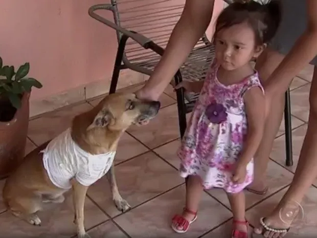 Cachorro vira herói após salvar criança de ataque de pit bull.