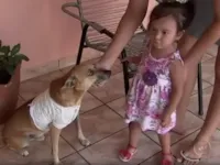 Cachorro vira herói após salvar criança de ataque de pit bull.