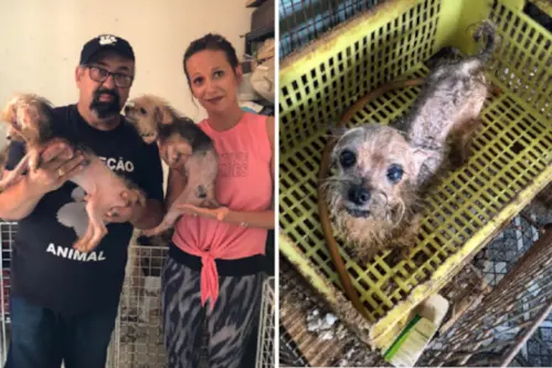 Com polícia, Luísa Mell resgata animais em canil clandestino na Zona Leste.