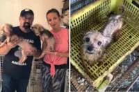 Luísa Mell resgata animais de canil clandestino