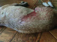 Idoso mata cão após morte de papagaio