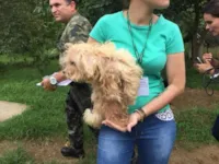 Doentes, sem água e sem comida, cães são resgatados de canil clandestino em Jaraguá do Sul.