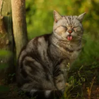 Ensaio Fotográfico de Gatos