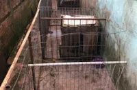 Libertação de cães em maus tratos