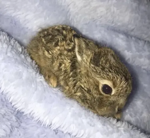 Policial salva o menor dos animais durante forte tempestade de neve.