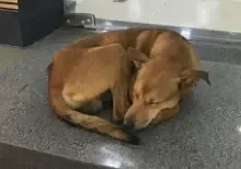 Cachorro que roubou livro está em lar temporário para adoção.