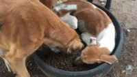 Cachorro resgatado ficou tão feliz por ter comida que chegou a deitar dentro do comedouro com ração.