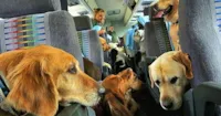 Reconhecimento dos Direitos Animais