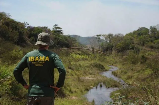 Ibama resgata corujas presas em fosso de residência.