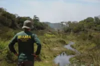 Ibama resgata corujas presas em fosso de residência.