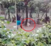 Cachorro espancado no Pará