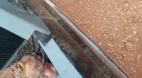 Pit Bull agredido em Batatais, SP