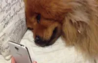 Amor sincero de cachorro