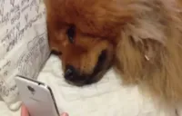 Nível máximo de amor por esse cachorro chorando de saudade de sua dona por vídeo chamada.