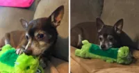 Internautas ajudam a encontrar brinquedo de cachorro