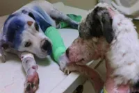 Amizade canina e a luta contra a crueldade