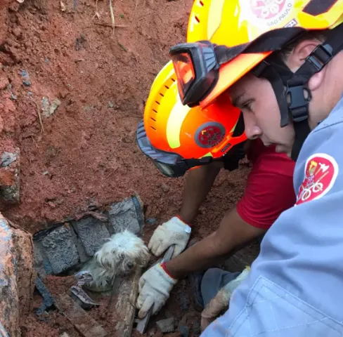 Cachorrinha é resgatada com vida após barranco desabar sobre canil; dois animais morreram.