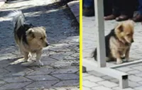 Cão fugido após a morte do dono