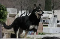 Capitão, o cão fiel