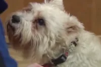 Cachorrinha foge de casa por um motivo especial