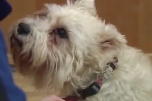Cachorrinha foge de casa por um motivo muito especial.