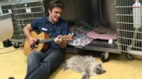 Veterinário acalma cães com música