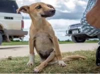 Cachorrinha em busca de ajuda