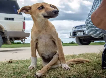 Cachorrinha se arrasta por quilômetros à espera de ajuda!!