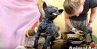 Filhotinhos Resgatados em Poço de Piche