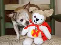 Conheça Harley, o cãozinho da esperança