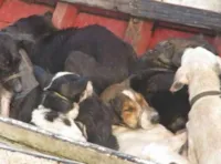 Prefeito condenado por morte de cachorros