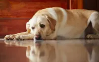 Quanto tempo deixar cachorro sozinho?