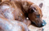 Escabiose Canina: Sintomas e Tratamentos