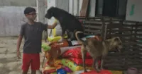 Pacotes de Ração para Cachorros