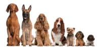 Calcule a Idade Humana do Seu Cachorro