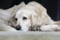 4 Sinais de Demência em Cachorros