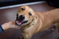 Provas de Amor do Seu Cachorro