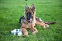 Top 30: Raças de Cães Mais Inteligentes