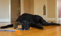 4 Receitas Simples para Cheiro de Cães
