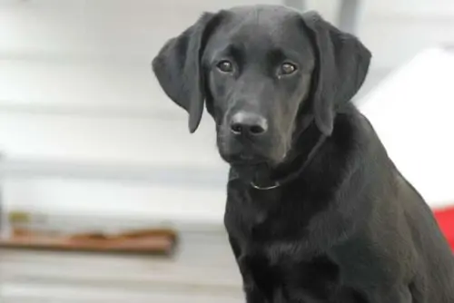 Carta emocionante autoriza doação de cão após morte de tutor em guerra.