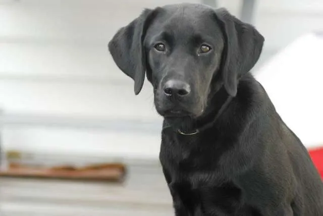 Carta emocionante autoriza doação de cão após morte de tutor em guerra.