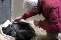 Chimpanzé doente reencontra amigo